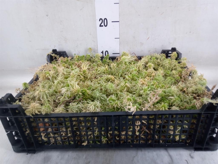 <h4>Mossen ...H%</h4>