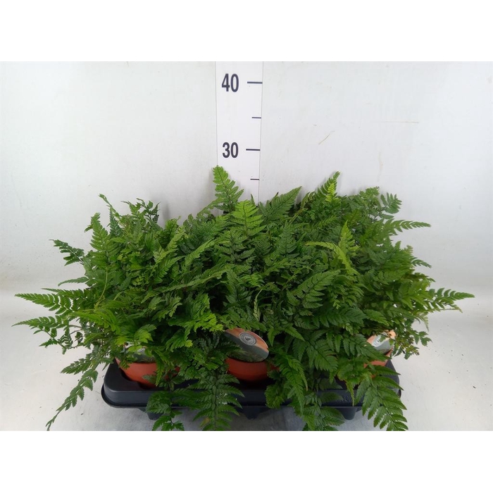 <h4>Polystichum tsussimense</h4>