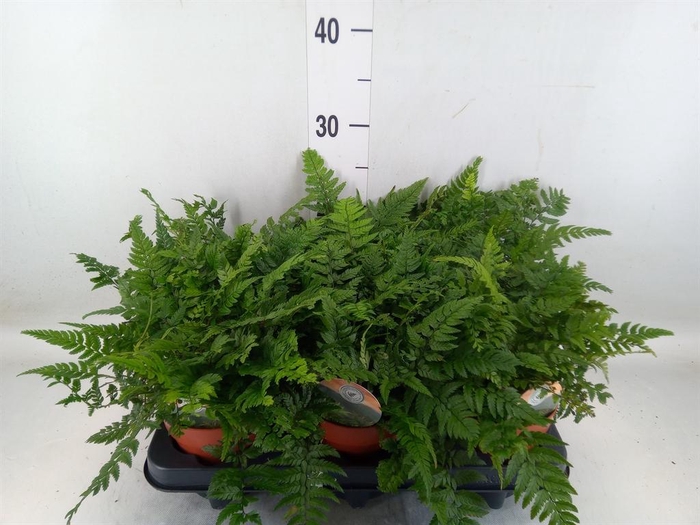 <h4>Polystichum tsussimense</h4>