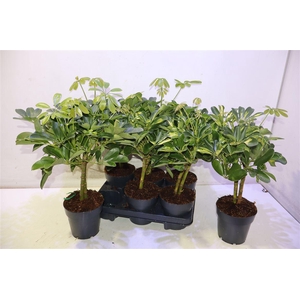 Schef Ar Gold & Green Mixtray