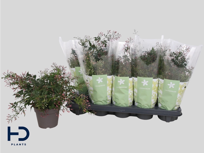 <h4>JASM POLYANTHUM RZ</h4>