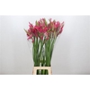 Nerine Pearl Of Cherry