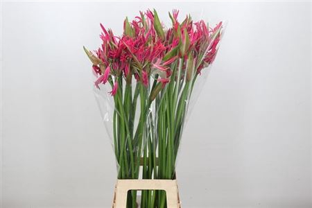 Nerine Pearl Of Cherry