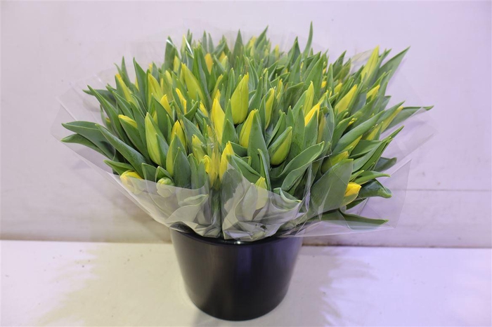 <h4>Tu En Strong Gold</h4>