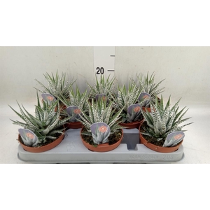 Haworthia fasciata 'Alba'