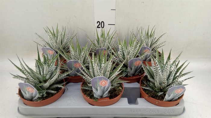 <h4>Haworthia fasciata 'Alba'</h4>
