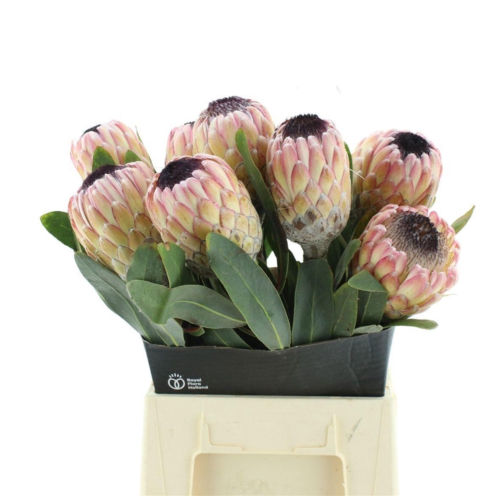 <h4>PROTEA SUSARA</h4>