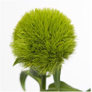Dian Kiwi Aldo Green