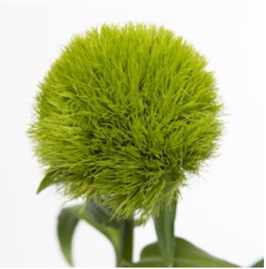 <h4>Dian Kiwi Aldo Green</h4>