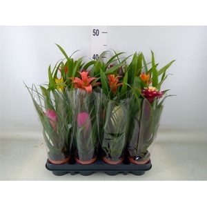 Bromelia   ...mix