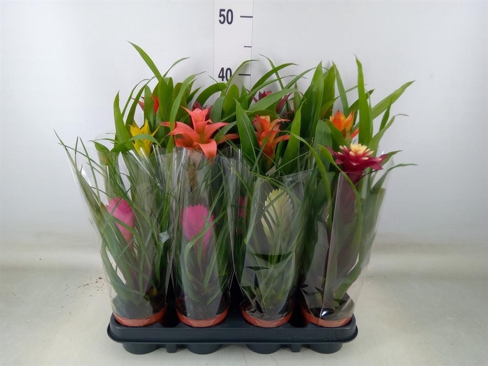<h4>Bromelia   ...mix</h4>