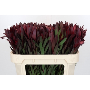 Leucadendron Saf Sunset Dark R.