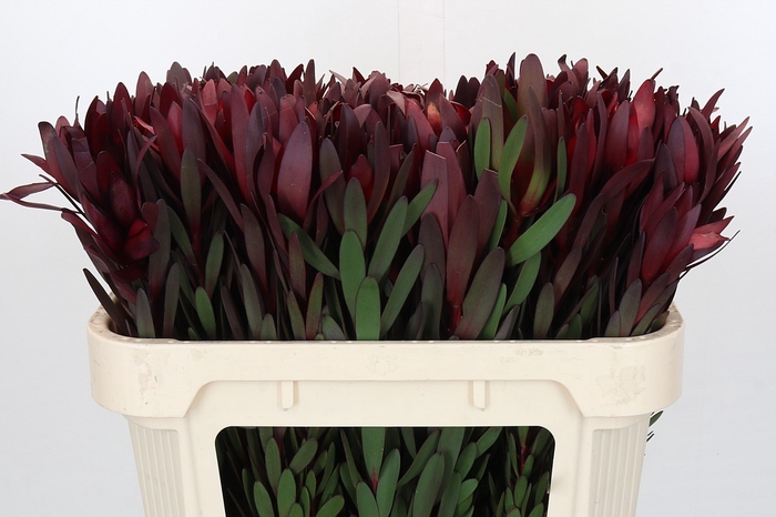 <h4>Leucadendron Saf Sunset Dark R.</h4>