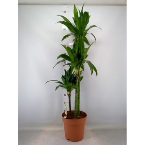 Dracaena frag. 'Janet Craig'