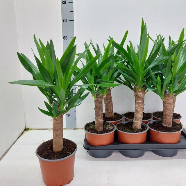 <h4>Yucca elephantipes</h4>