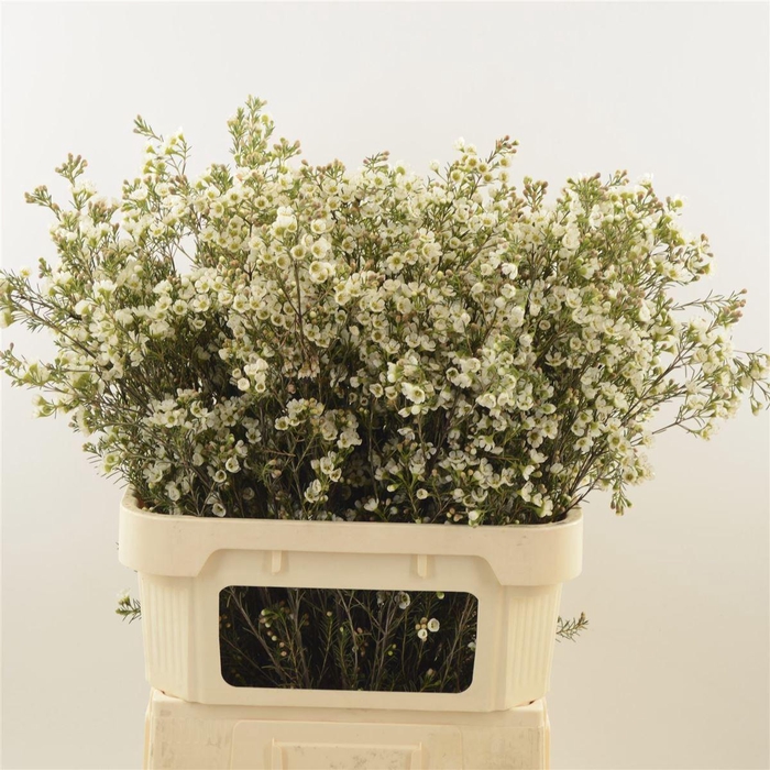 <h4>Chamelaucium Crystal Pearl</h4>