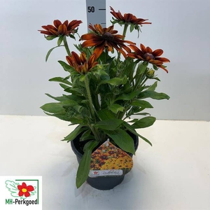 Rudbeckia hirta Sunbeckia 23Ø 50cm