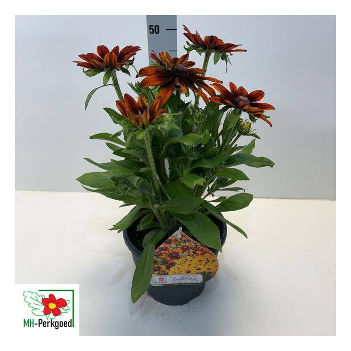 <h4>Rudbeckia hirta Sunbeckia 23Ø 50cm</h4>