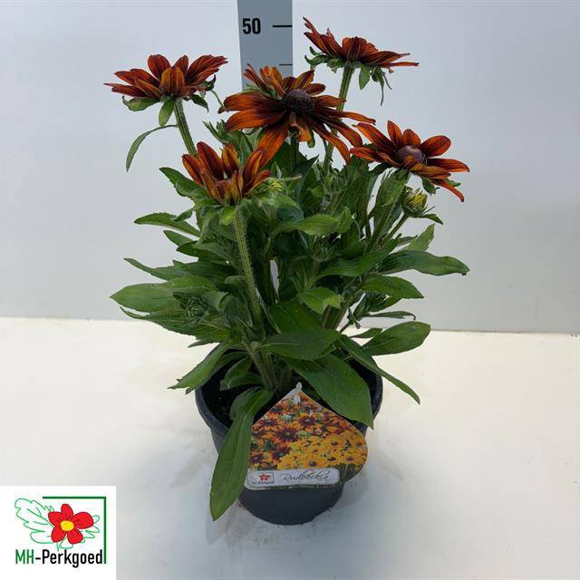 Rudbeckia hirta Sunbeckia 23Ø 50cm