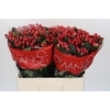 Hypericum True Romance
