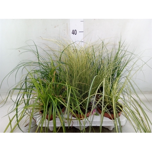 Carex   ...mix