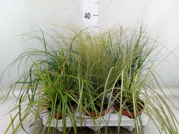 <h4>Carex   ...mix</h4>