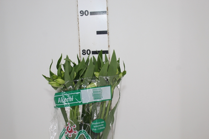 <h4>ALSTROEMERIA AKEMI 080 CM</h4>