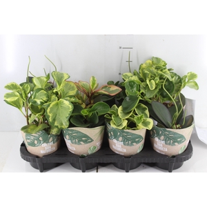 PEPEROMIA VARIADO P13