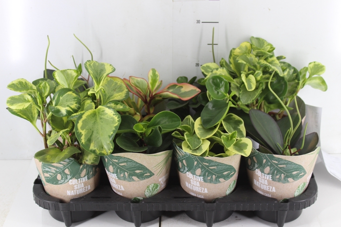 PEPEROMIA VARIADO P13