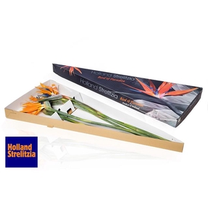 STRELITZIA REGINAE