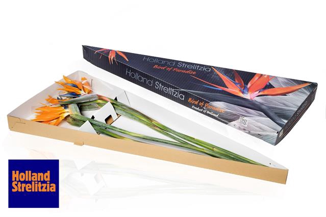 STRELITZIA REGINAE