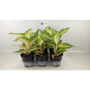 Aglaonema   ...
