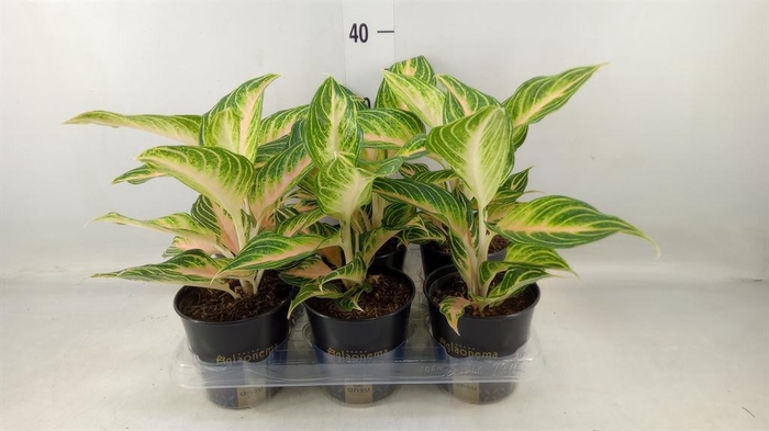 <h4>Aglaonema ...</h4>