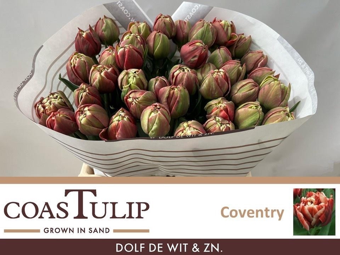 <h4>TU DU COVENTRY</h4>