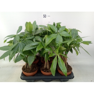 Pachira aquatica