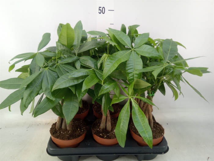 <h4>Pachira aquatica</h4>