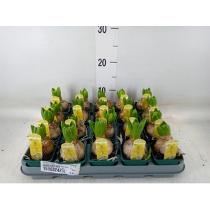 Hyacinthus orie. 'Yellowstone'