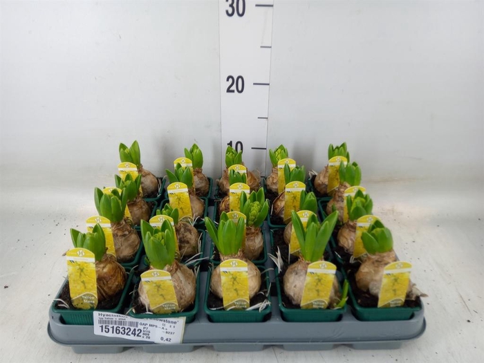 <h4>Hyacinthus orie. 'Yellowstone'</h4>