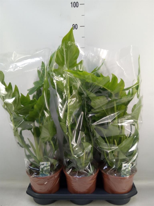 <h4>Philodendron   ...</h4>