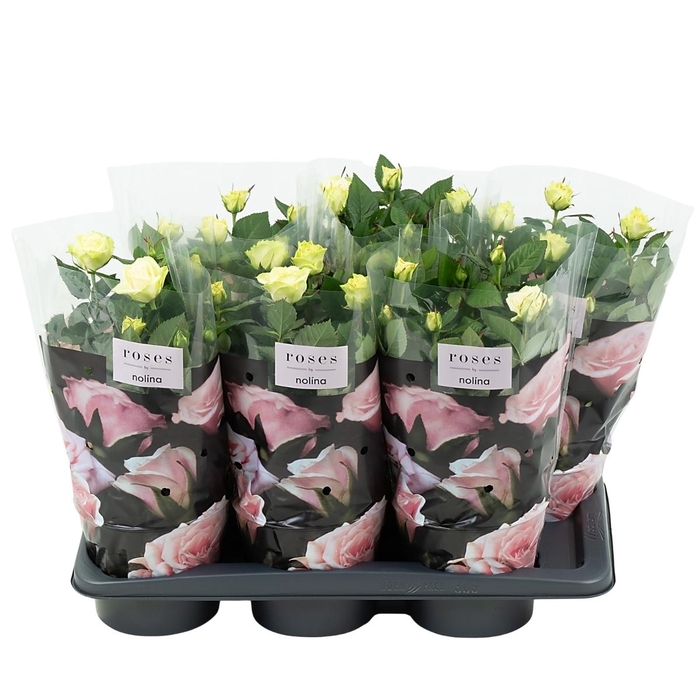 <h4>Nolina Roses Ø 17 cm White st. 0-1</h4>