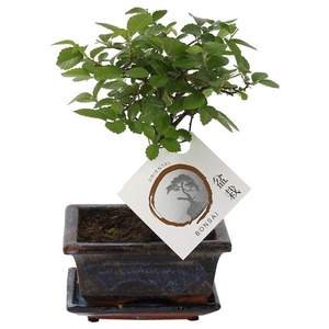 Bonsai 'Zelkova parv.' in ø12cm Ceramic Ball Shape with Saucer