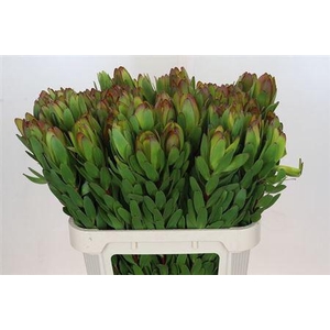 Leucad Saf Goldstrik