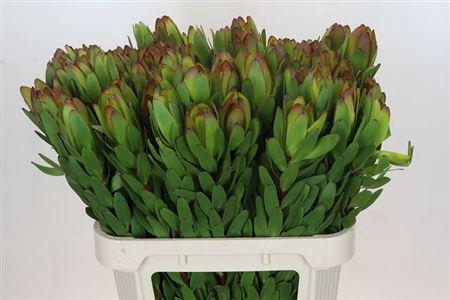 <h4>Leucad Saf Goldstrik</h4>