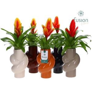 Keramiek pot met Vriesea