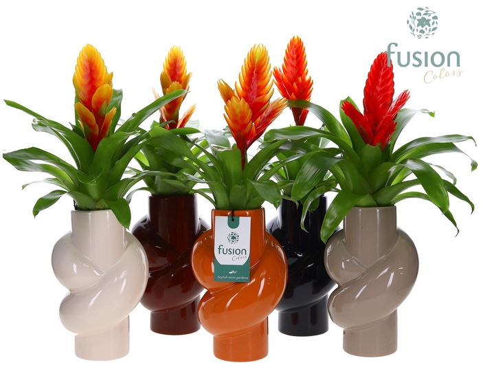 <h4>Keramiek pot met Vriesea</h4>