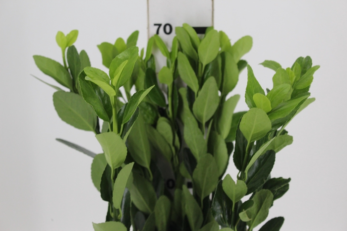 ANASTASIA DARK GREEN 060 CM VERDE