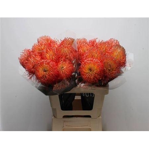 Leuco Co Ov Oranje 60cm