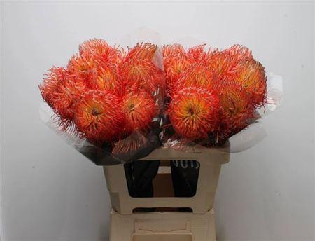 <h4>Leuco Co Ov Oranje 60cm</h4>