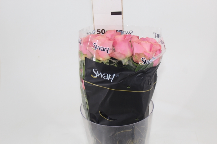<h4>ROSA SOPHIA LOREN 050 CM ESTUFA</h4>
