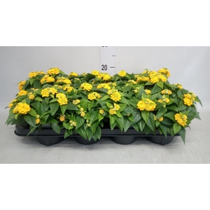 Lantana camara 'Evita Yellow'